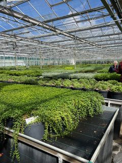 Kascomplex kweker Spijker met vele rijen tafels met daarop groene vaste planten.