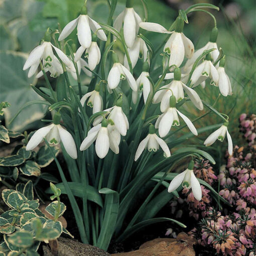 Sneeuwklokjes, coverfoto van het maandblad Kompas van seniorenvereniging VVS.