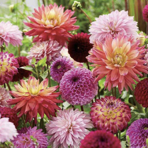Tal van Dahlia's en Allium's in rood, roze, paars, geel.