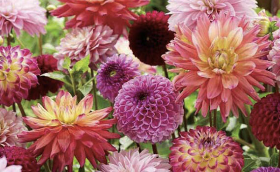 Tal van Dahlia's en Allium's in rood, roze, paars, geel.