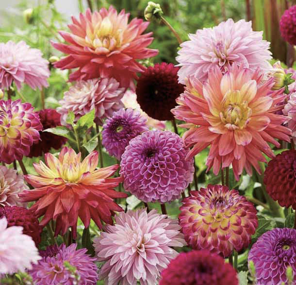 Tal van Dahlia's en Allium's in rood, roze, paars, geel.