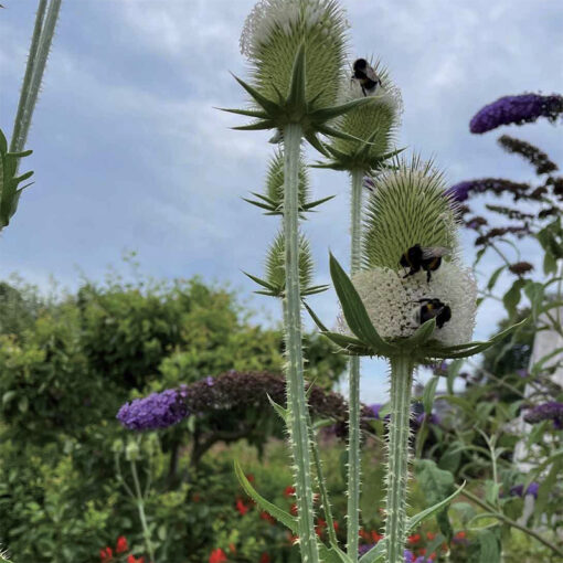 Close-up van witte distels en paarse vlinderstruiken. Op de witte distels zitten drie bijen. Vaag in de achtergrond groene struiken en dicht bij de grond rode bloemetjes.